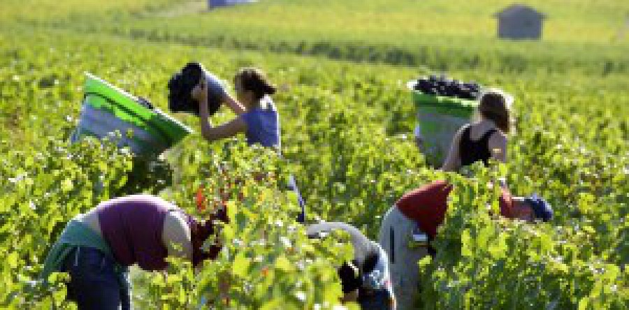 Sản lượng rượu Pháp có thể giảm 17% vào năm 2017