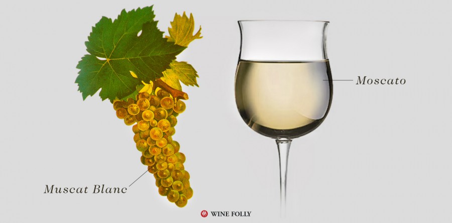 Tìm hiểu về rượu vang Moscato và 5 kiểu chính của nó