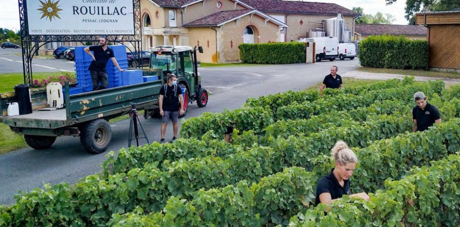 Mùa thu hoạch rượu vang trắng Bordeaux 2020 sớm bắt đầu