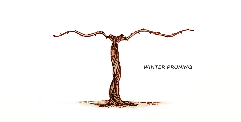 vine-lifecycle-winter-pruning