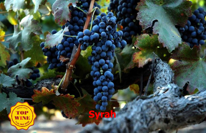 giong-nho-Syrah